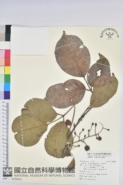 茄苳、重陽木藏品圖，第1張