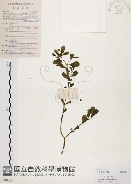 馬齒莧藏品圖，第1張