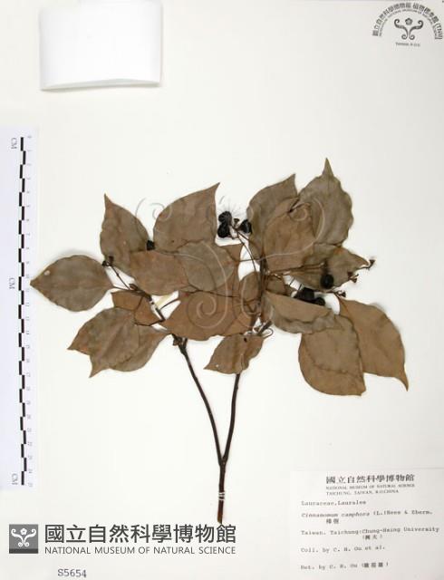 Camphor Tree Collection Image