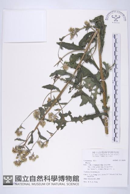 登錄號:S115654藏品圖，第1張