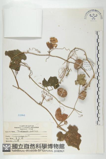 青牛膽藏品圖，第1張