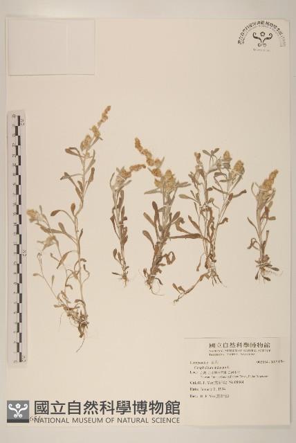 多莖鼠麴草藏品圖，第1張