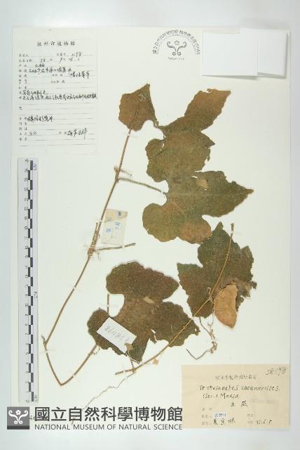 王瓜藏品圖，第1張