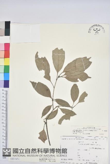 子彈石櫟藏品圖，第1張