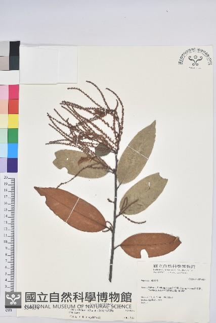 Red Chinkapin Collection Image