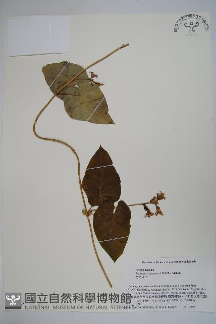 蘿藦藏品圖，第1張