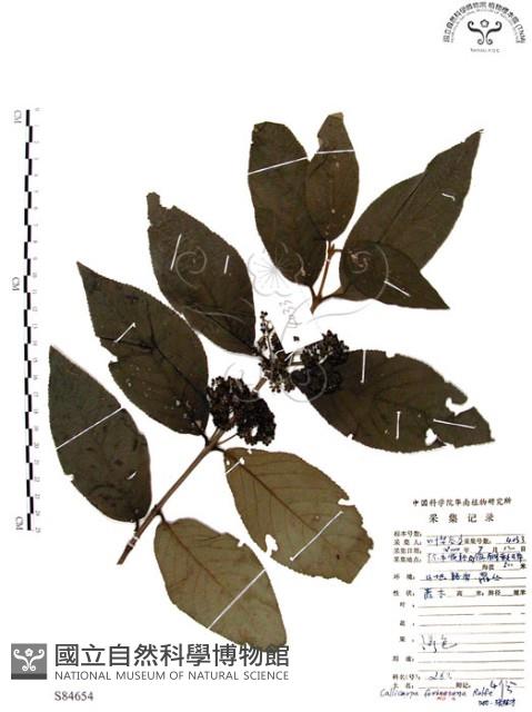 杜虹花，台灣紫珠藏品圖，第1張