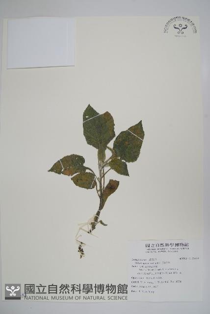 狗尾草藏品圖，第1張