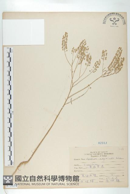 獨行菜藏品圖，第1張