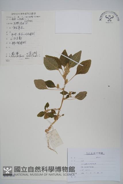 反枝莧藏品圖，第1張