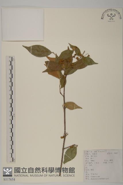 百齒衛矛藏品圖，第1張