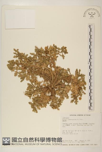 線球菊、田基黃藏品圖，第1張