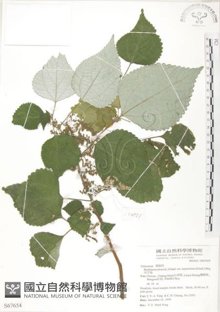 青苧麻藏品圖，第1張