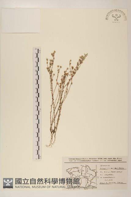 纖細絮菊藏品圖，第1張