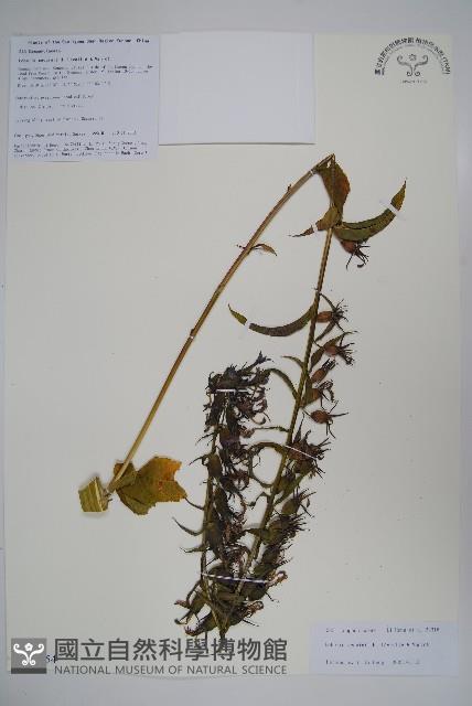 大本山梗菜藏品圖，第1張