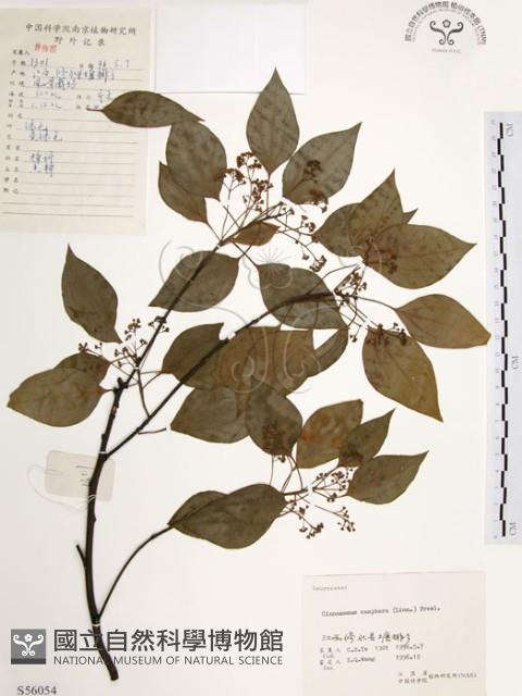 樟樹藏品圖，第1張