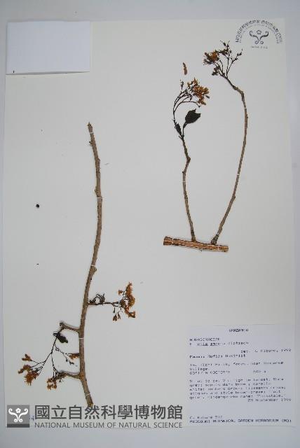 登錄號:S096054藏品圖，第1張