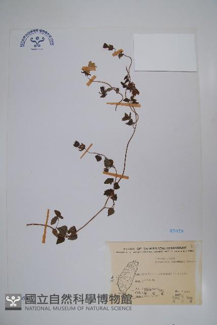 玉山山奶草藏品圖，第1張