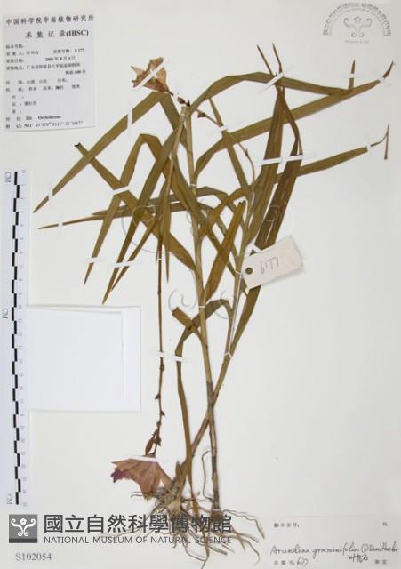 葦草蘭、鳥仔花、竹葉蘭藏品圖，第1張