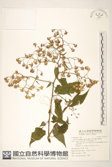 蔓黃菀藏品圖，第1張