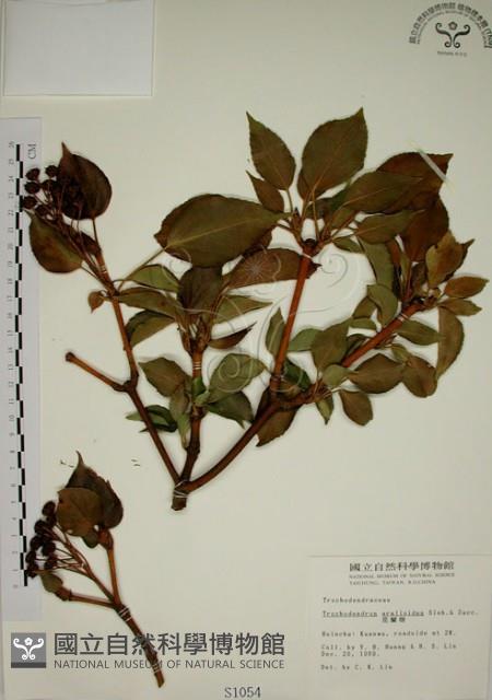 昆欄樹藏品圖，第1張