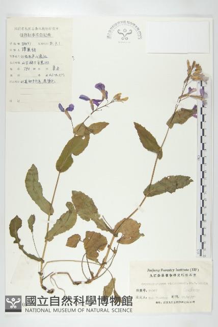 諸葛菜藏品圖，第1張