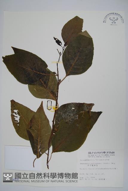 多子漿果莧藏品圖，第1張