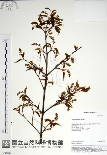 尖葉槭藏品圖，第1張