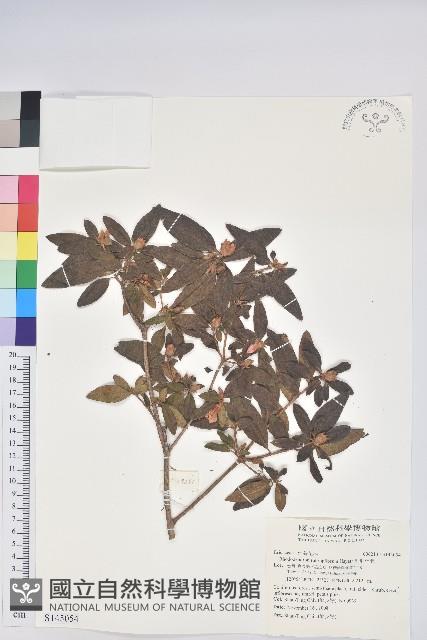 紅毛杜鵑藏品圖，第1張