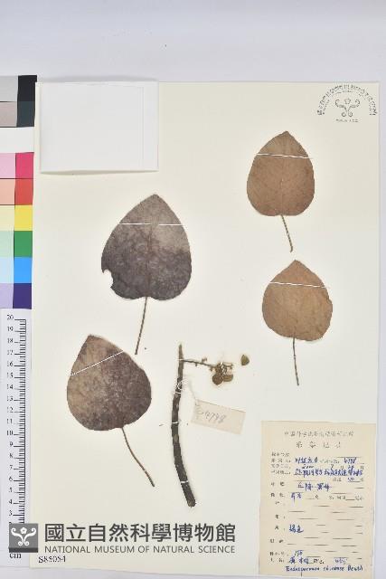 黃桐藏品圖，第1張