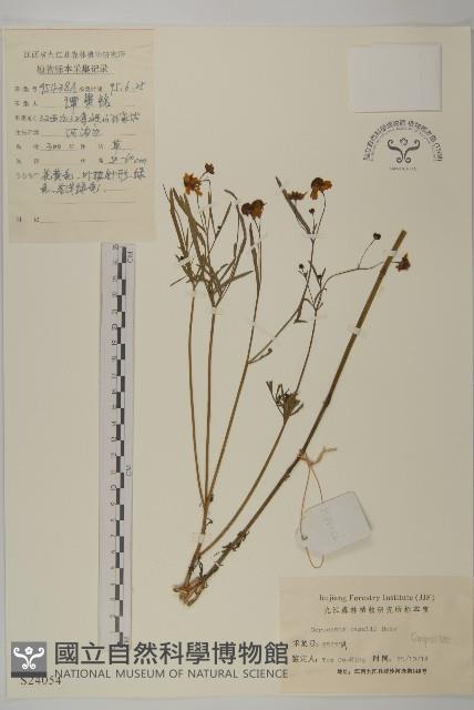 金雞菊藏品圖，第1張