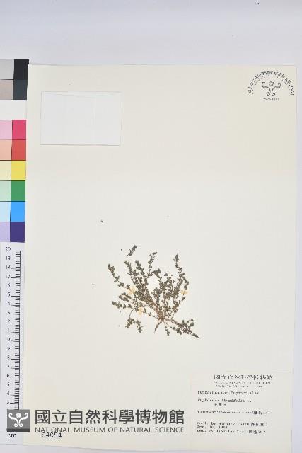 千根草藏品圖，第1張