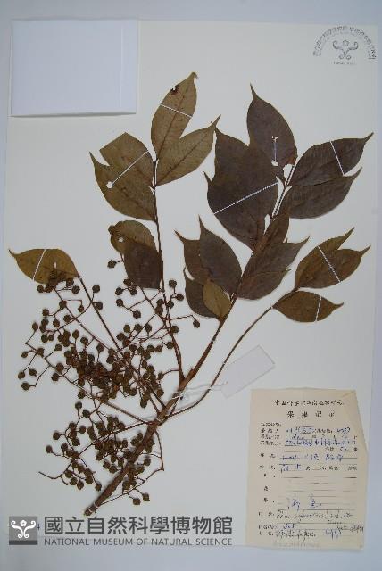 野漆樹藏品圖，第1張