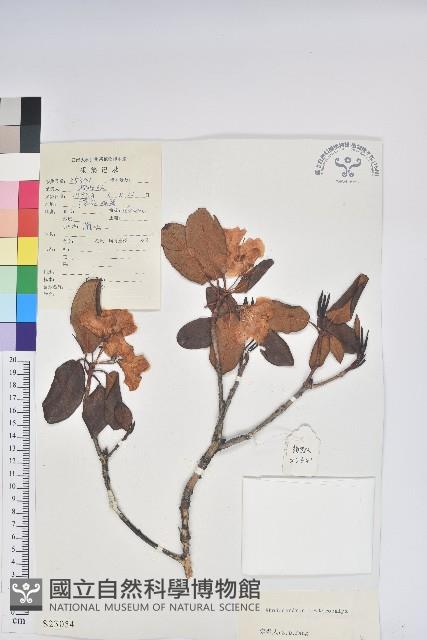 紅萼杜鵑、頭萼杜鵑藏品圖，第1張