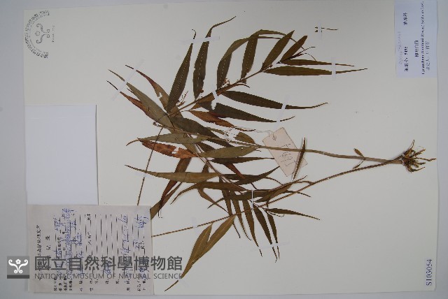 柳葉白前藏品圖，第1張