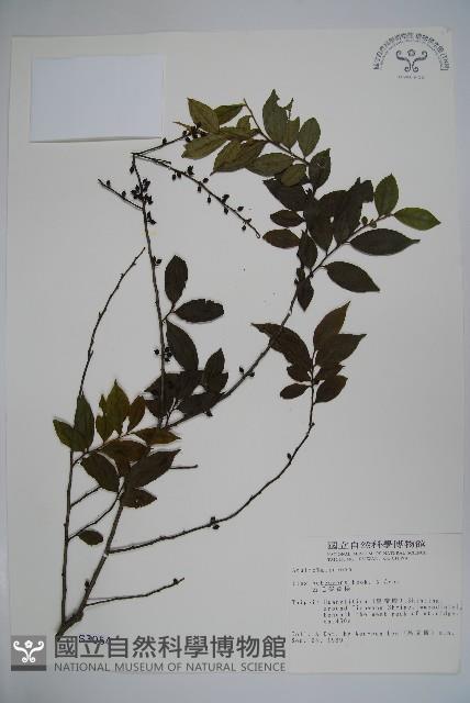 密毛假黃楊藏品圖，第1張