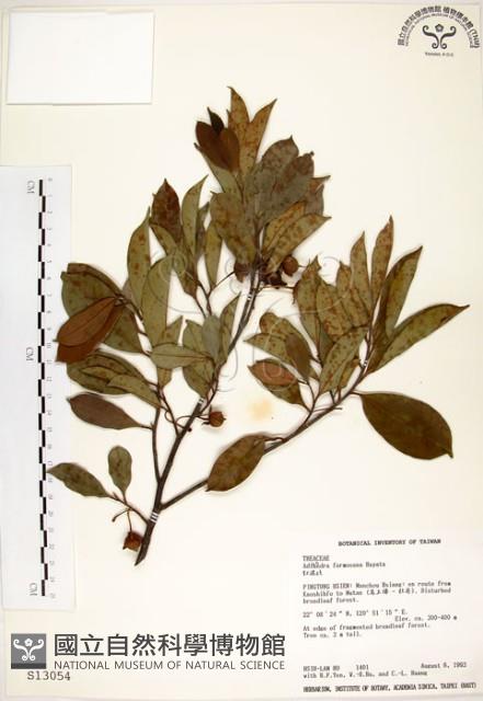 台灣楊桐藏品圖，第1張