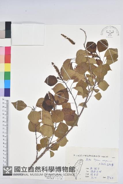 烏臼藏品圖，第1張