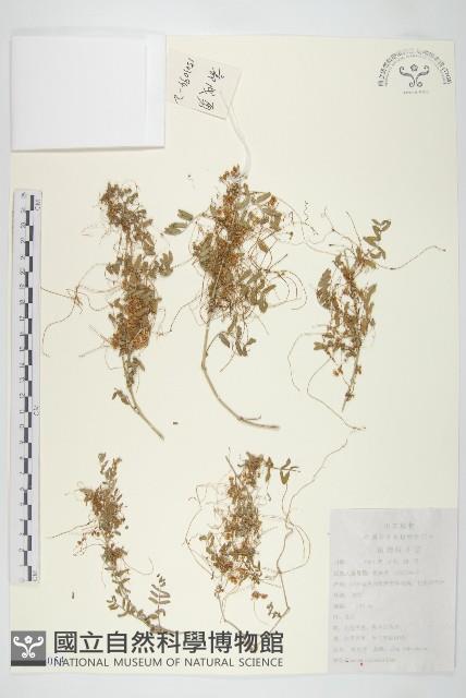 中國菟絲子藏品圖，第1張