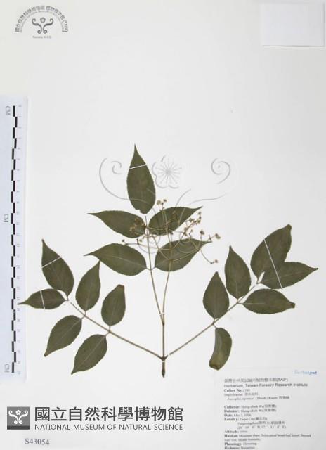 野鴉椿藏品圖，第1張