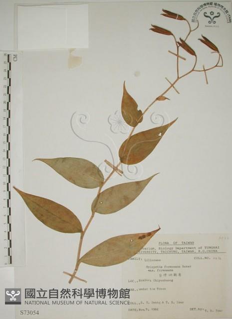 臺灣油點草藏品圖，第1張