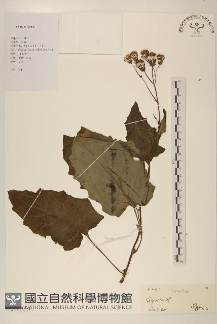 登錄號:S127054藏品圖，第1張