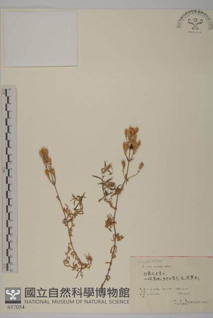 匍生蠅子草藏品圖，第1張