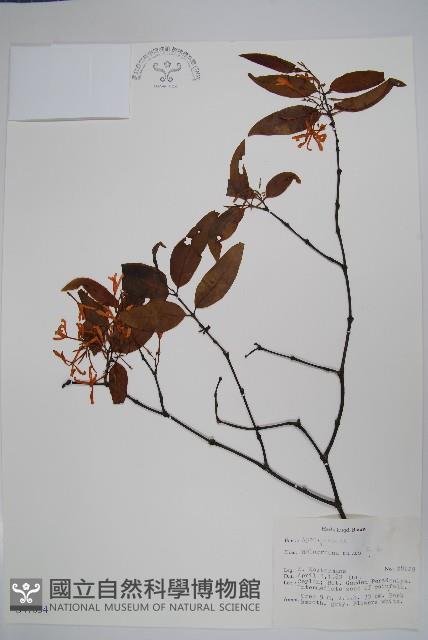 登錄號:S047054藏品圖，第1張