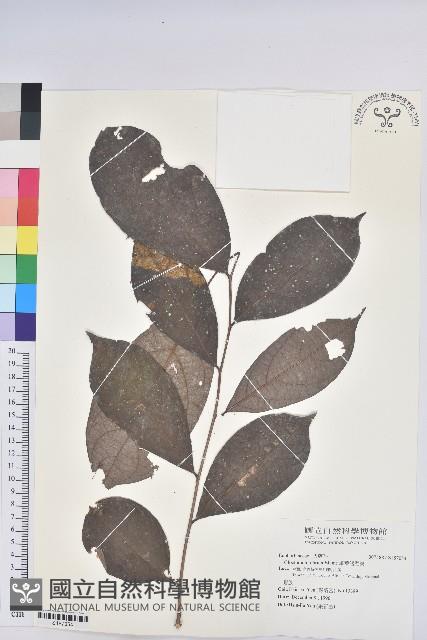 細葉饅頭果藏品圖，第1張