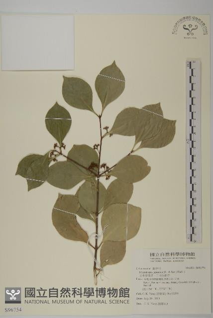 日本賽衛矛、日本假衛矛藏品圖，第1張