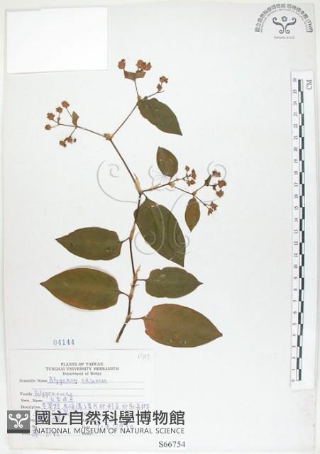 火炭母草、清飯藤藏品圖，第1張