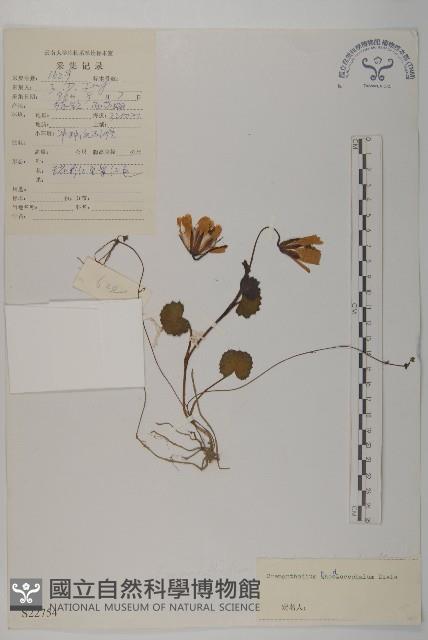 紅頭垂頭菊藏品圖，第1張