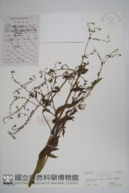 小花倒提壺藏品圖，第1張