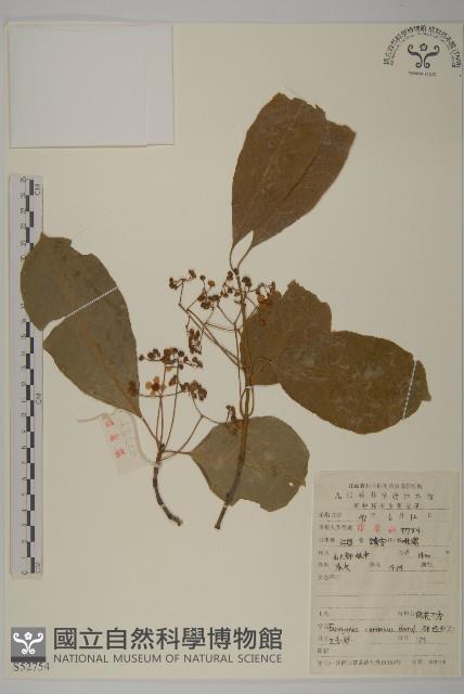Genichi Euonymus Collection Image, Figure 1, Total 2 Figures